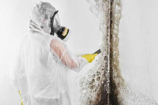 Best Attic Mold Removal  in Lithia Springs, GA