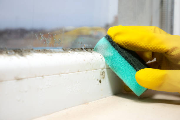 Best Toxic Mold Removal  in Lithia Springs, GA