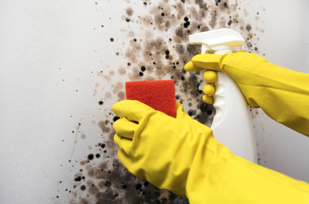 Best Black Mold Removal  in Lithia Springs, GA