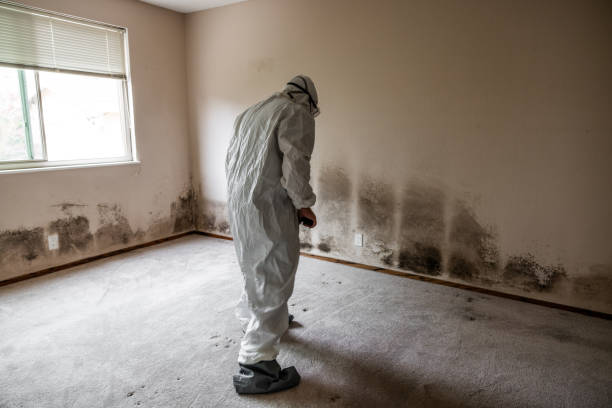Best Mold Damage Repair  in Lithia Springs, GA